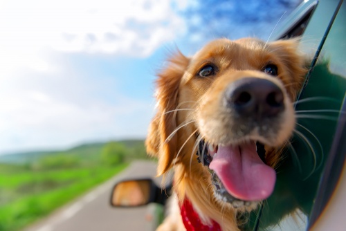 Tips for Taking Your Dog on Vacation