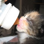 fosterkitten