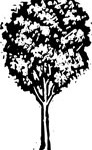 Tree_1