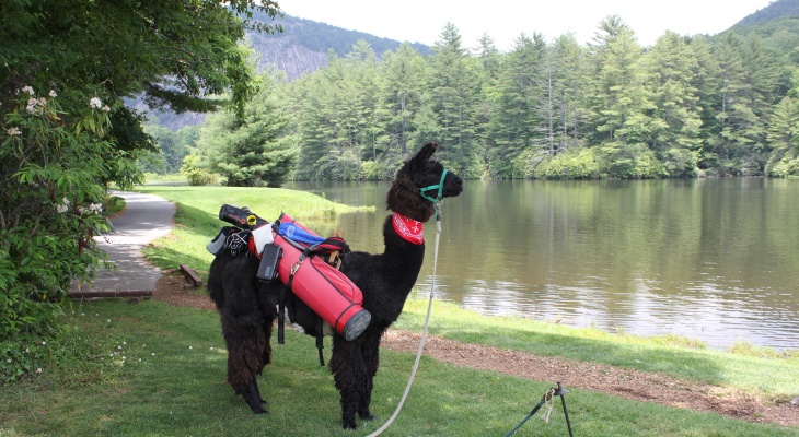 Llamas at High Hampton