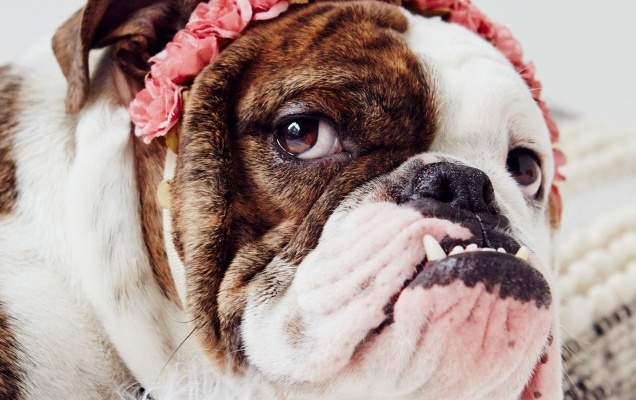 How to save money on vets’ bills