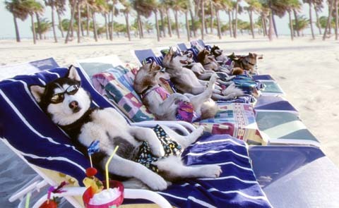Safety Tips for Taking Your Dog Out for a Beach Vacation