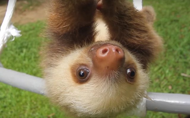 Travel Deal: Rub Elbows With Sloths in Panama
